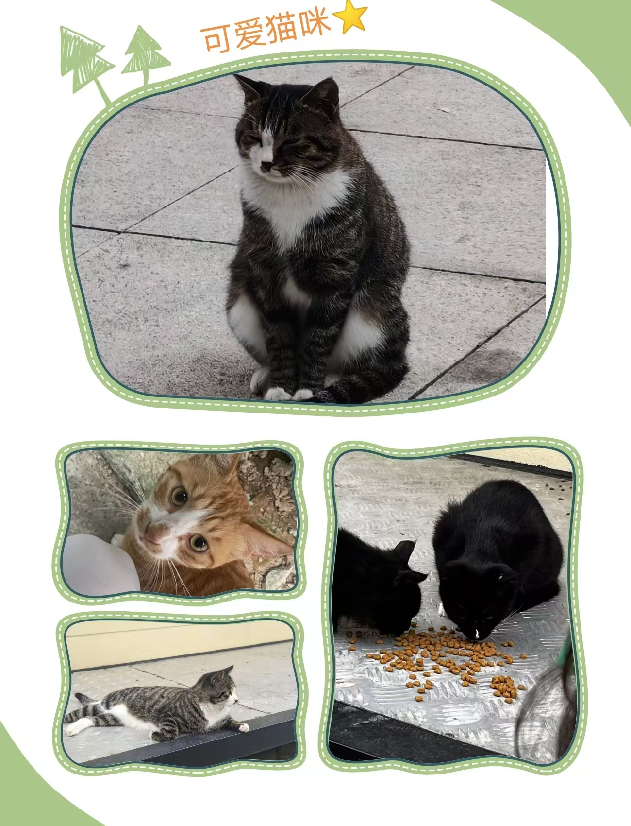 K1体育开展''绒化暖秋‘’关爱校园流浪猫志愿服务活动 (3).jpg